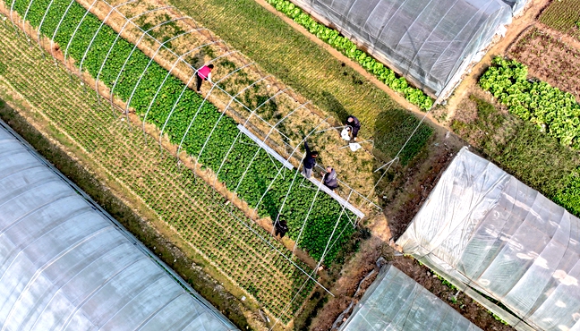 果蔬“添衣”御寒潮