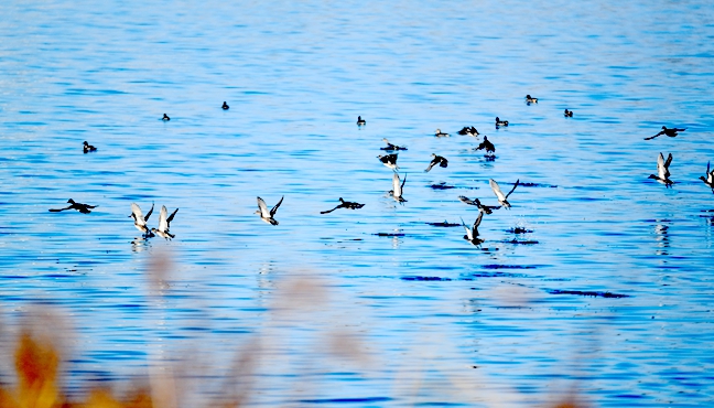 冬日淠河生态美