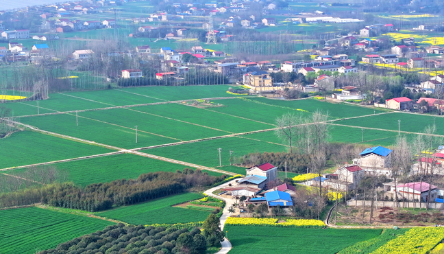 麦田如绿毯 乡村美如画